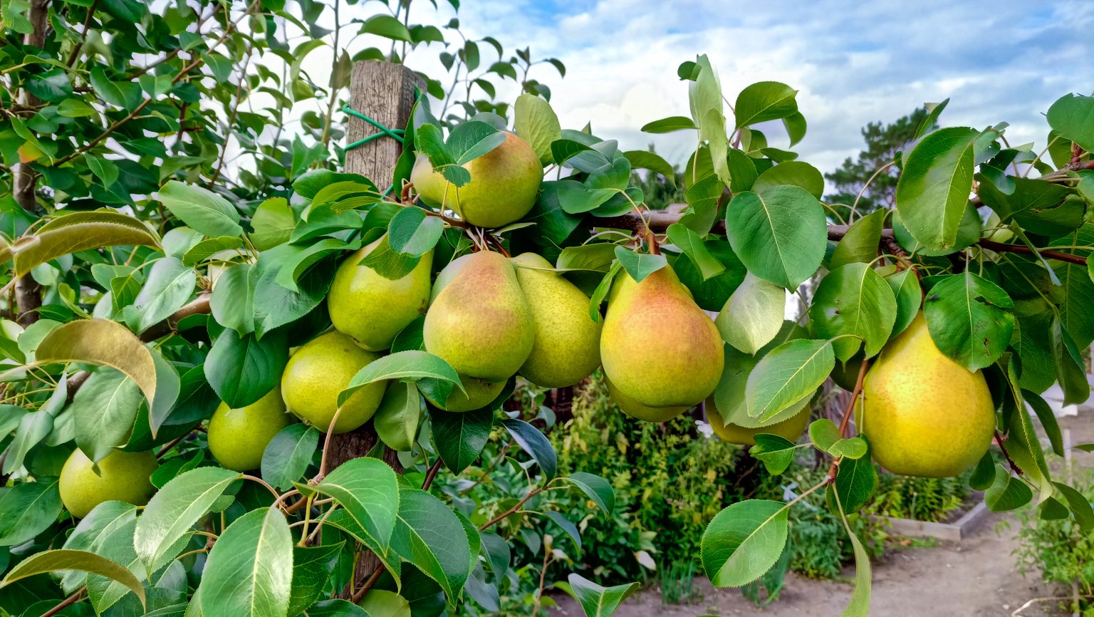 Apprendre Tailler Un Poirier Comme Un Expert Jardinier